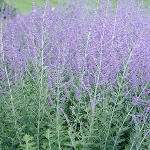 5 Live Russian Sage Starter Perennial Plants. Ready to Plant. Pollinator. Easy to Grow. Low Maintenance. Loves Sun
