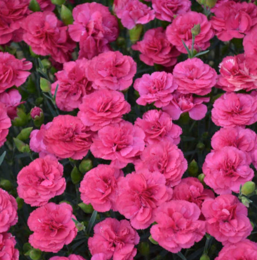 5 Dianthus Pink Double Bubble Starter Perennials. Stunning Blooms