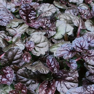 3 Ajuga reptans 'Black Scallop Live Perennial Plants Grows Shade Cool Black and Purple color Easy to Grow. Great Groundcover