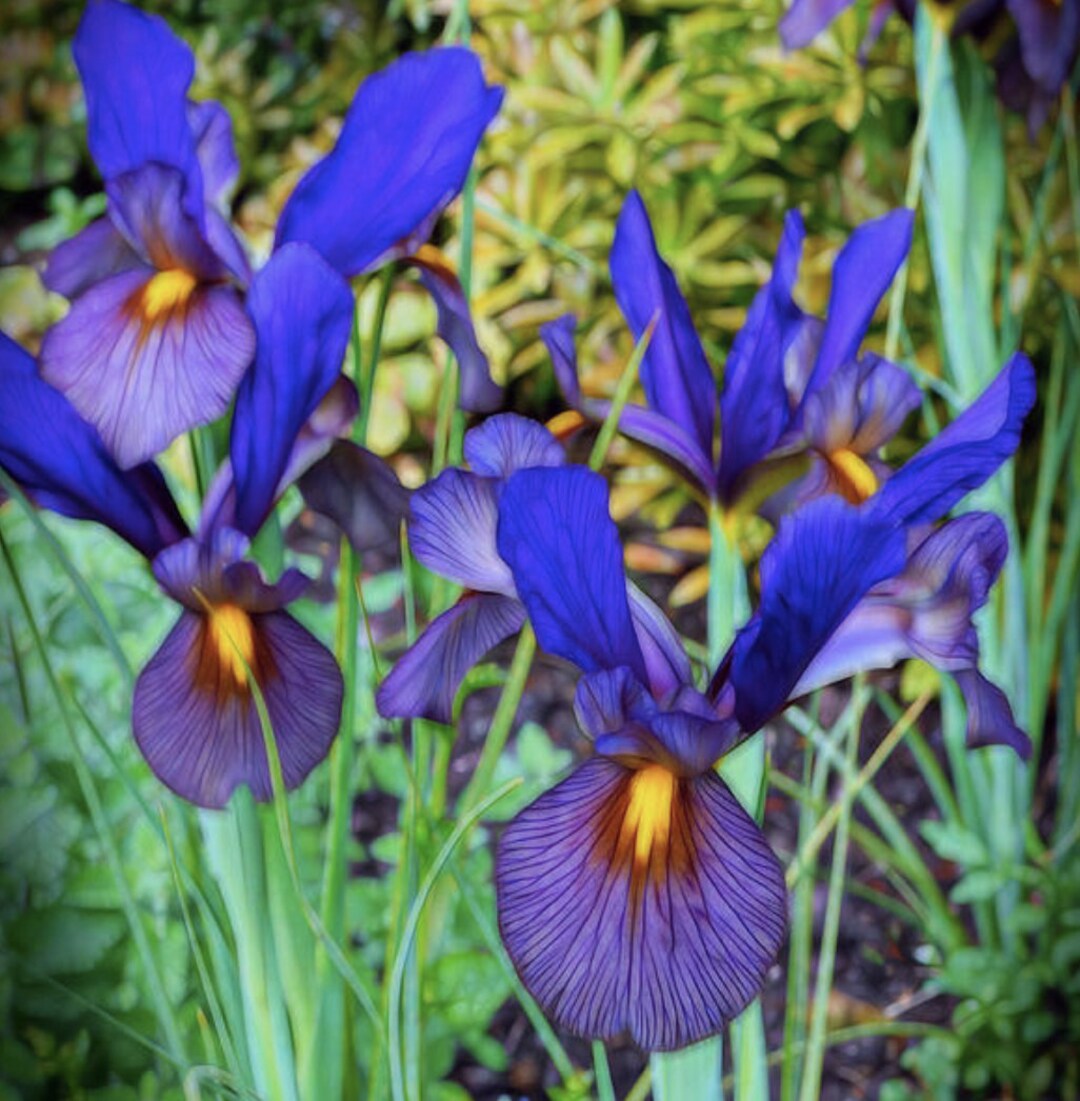 6 Mixed Dutch Iris Perennial Bulbs. Loves Sun. Easy to Grow. Pollinator