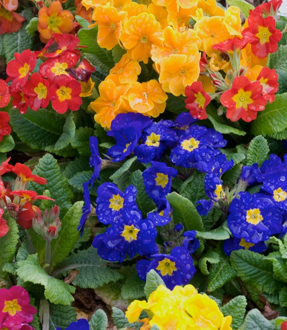 3 Rainbow Mixed Starter Primrose Perennial. Easy to Grow. Long Blooming ...