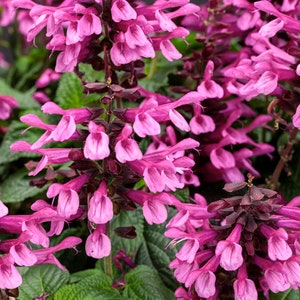 4 Pink Salvia Perennial Plants. Easy to Grow. Pollinator. Perfect time to plant.