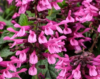 4 Pink Salvia Perennial Plants. Easy to Grow. Pollinator. Perfect time to plant.