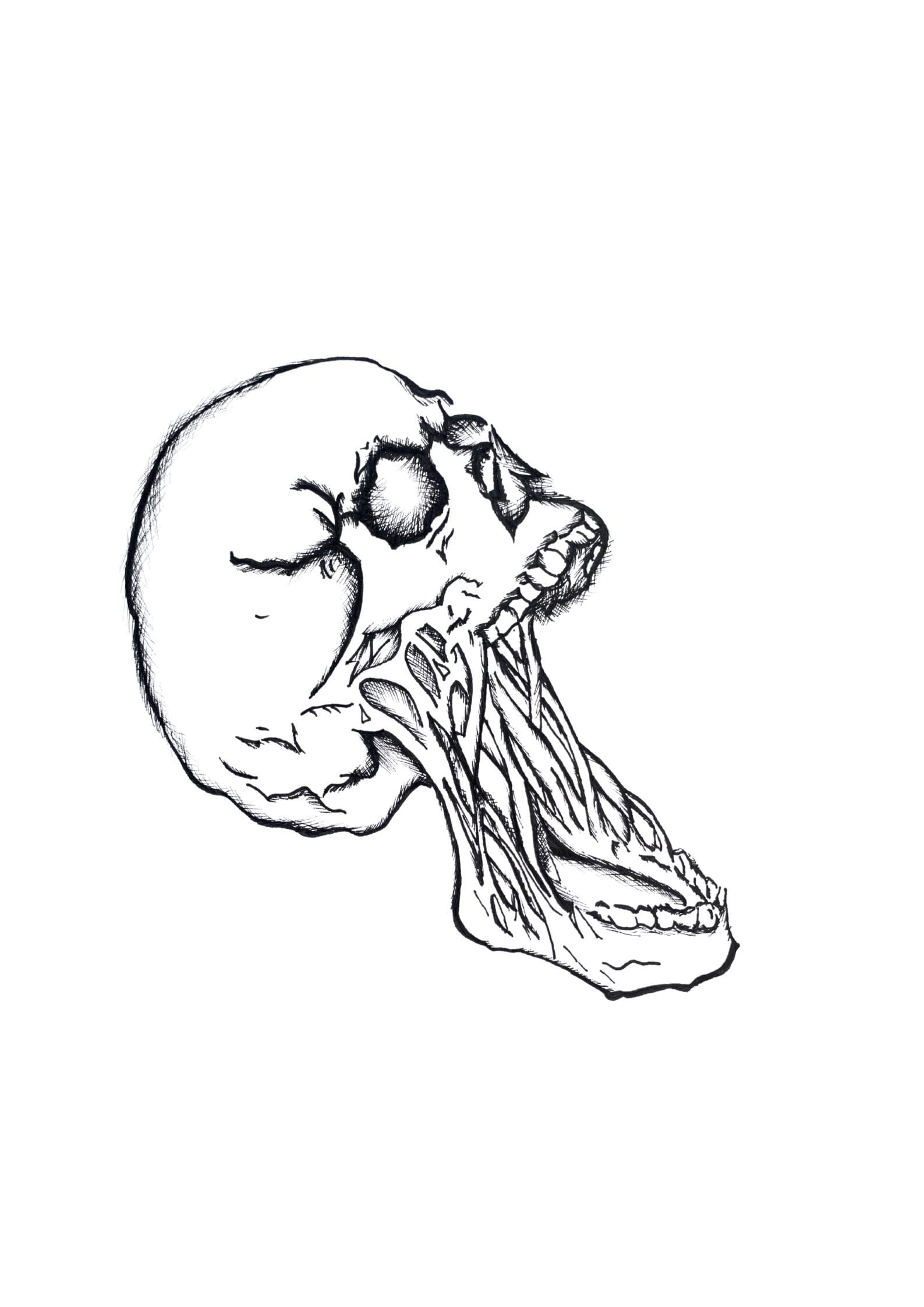 Line Art Wall Decor Human Skull - Il Fullxfull.4392659289 47qe