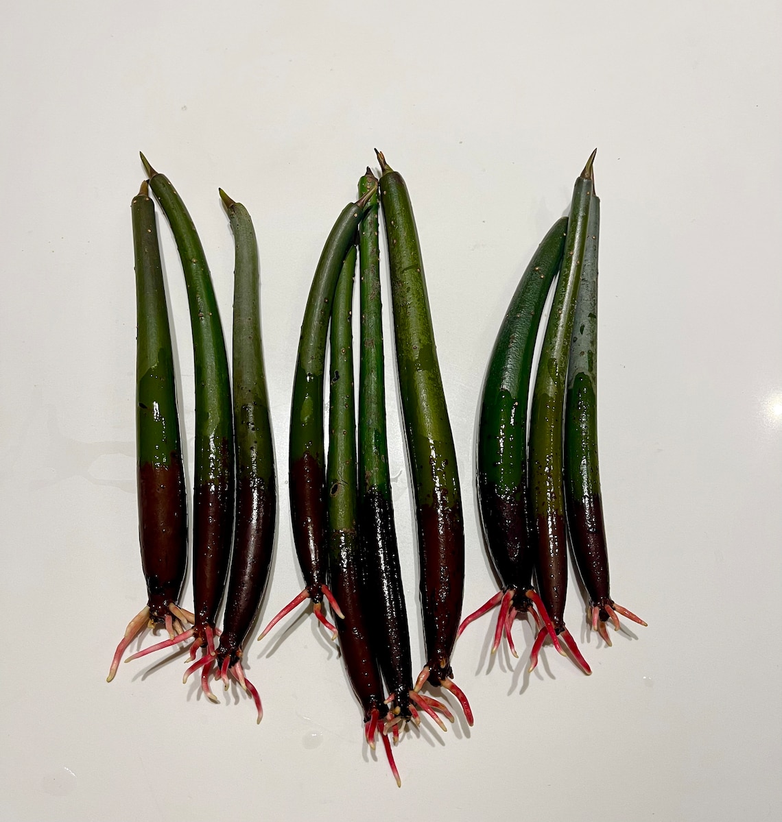 Generic AquaGardens | Red Mangrove - Live Plant (Small