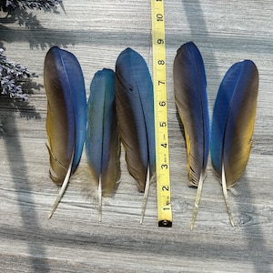 Può includere: Cinque lunghe piume blu e dorate con un metro a nastro giallo che mostra che sono lunghe circa 10 pollici.