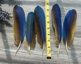Large Macaw Wing Feather Sets