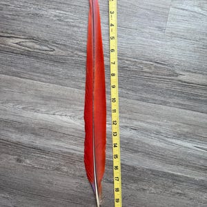 Macaw Tail Feathers