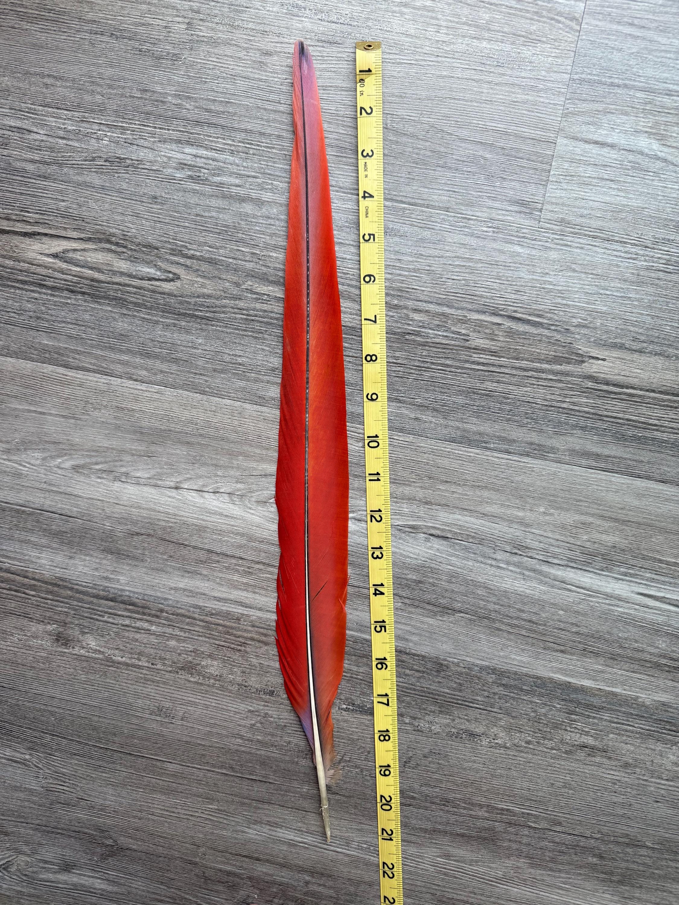 Macaw Tail Feathers