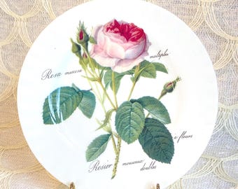 Vintage English Botanical Rose Collector Plate Pink Rose Wall Decor Cottagecore Floral Plate Shabby Chic English Garden Decor