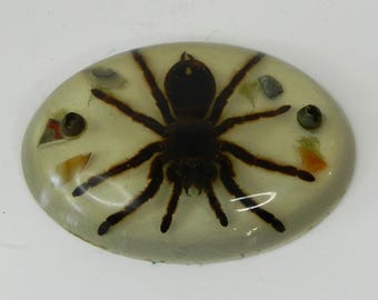 Fermacarte/portapenne in resina a forma di tarantola, 5"x7"