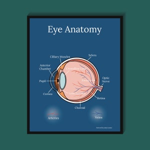 Puede incluir: Un diagrama del ojo humano, que muestra las diferentes partes del ojo, incluyendo la córnea, la pupila, el iris, el cristalino, la retina, el nervio óptico y los músculos ciliares. El diagrama está etiquetado con los nombres de cada parte.