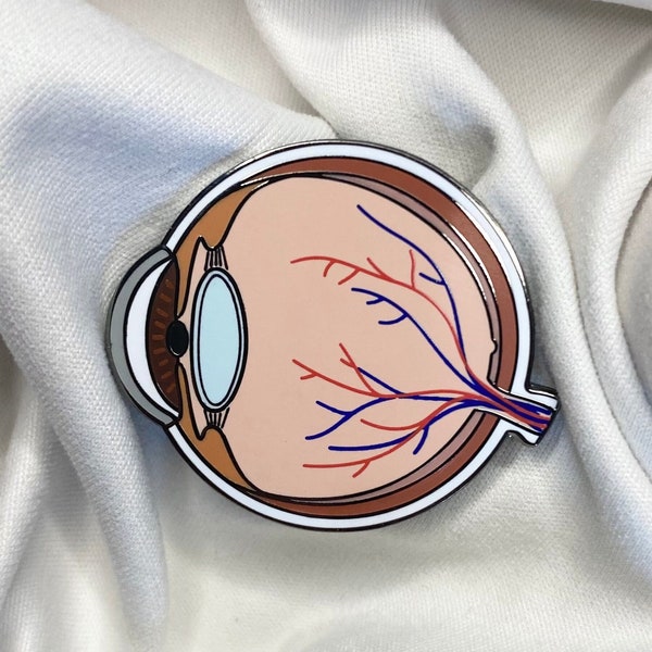 Auge Anatomie Pin