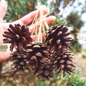 Pine Cone Decoration 15 pcs Natural Decorations Hanging Decorations Natural Decor Home Decor Christmas Tree Ornaments Pine Cone Ornament