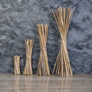 Reed Straws Set of 30 Dried Natural Reed Sticks Natural Reed Stalks Reed Straws for Himmeli Craft Oil Difuser Different sizes Nature craft