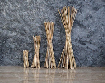 Dried Reed Sticks for Crafts, Himmeli, Diffuser, Farmhouse Decor (30pcs) 10cm [3.93''] - 55cm [21.65'']