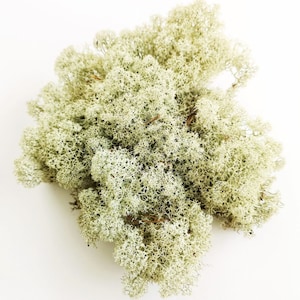 Lichen Dried Moss Natural Dried lichen for Terrarium Christmas Wreath Decor Materials Natural Christmas Decor Scenic Modelling Dried Moss
