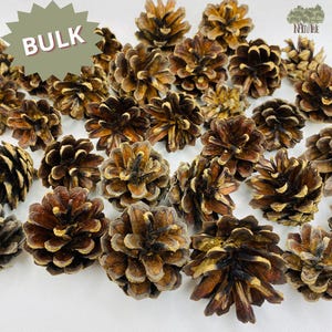 Pine Cones 100-50-25 pcs Decoration Bulk Natural Pine Cone For Decoration Holiday Wreath Christmas Decor Home Decor 1.18-1.96&#39;&#39; Eco Material