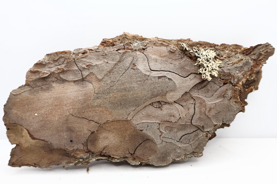 Pine Bark Trixie 10 L