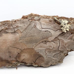 Natural Pine Bark Different Sizes Pine Tree Bark for Terrariums, Vivariums, Mulch, Crafting Pine Tree Decor Tree Bark for DIY Tree Bark