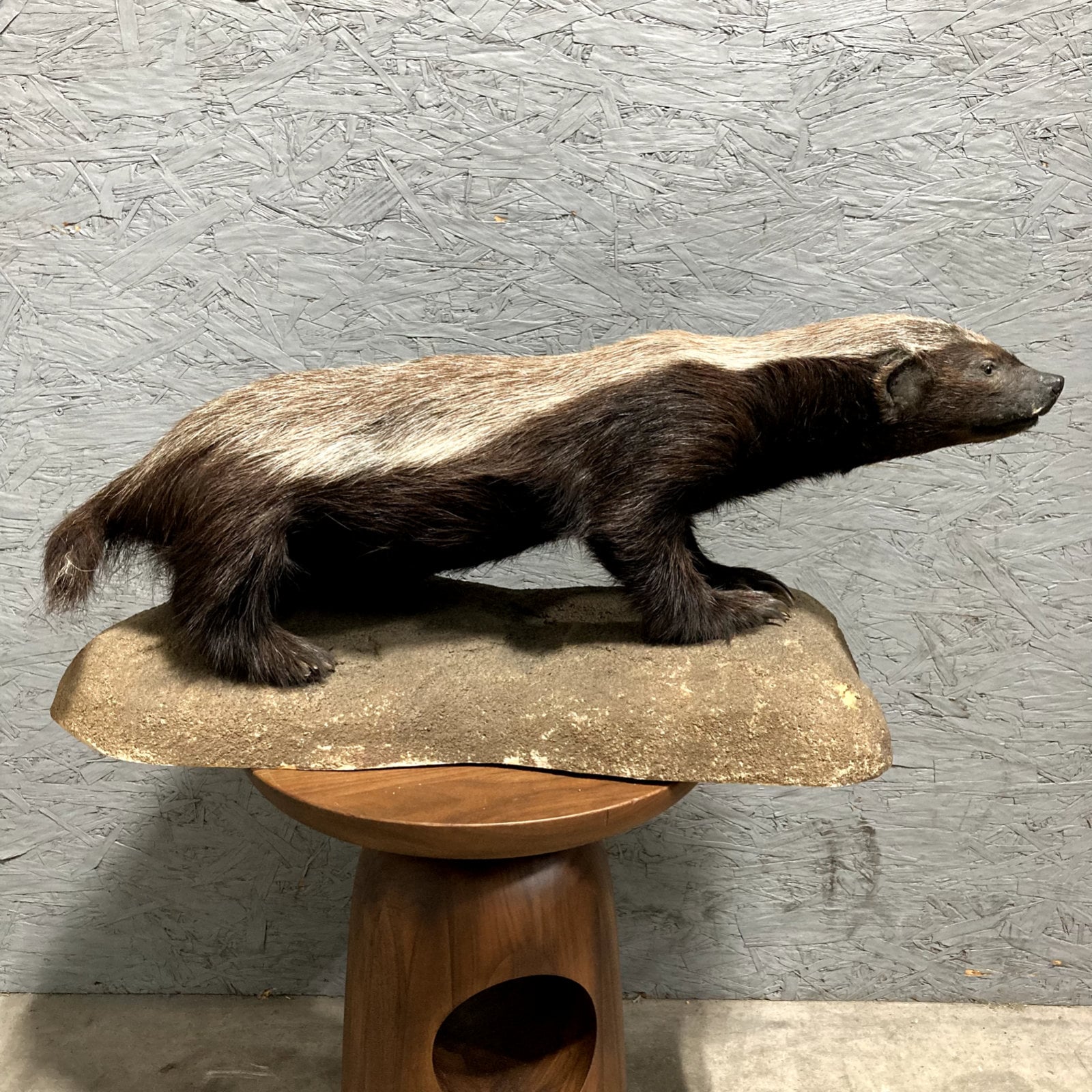 African Honey Badger Taxidermy Full Mount Etsy