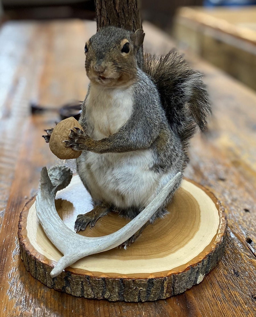 Squirrel Taxidermy With Lamp Shade Etsy