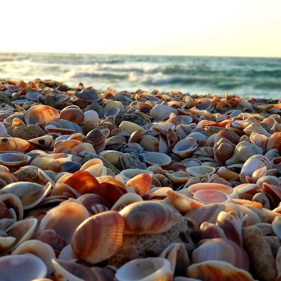 Large Beautiful Seashells Sea Shells Best Value & Price FREE Ship! US  Seller!
