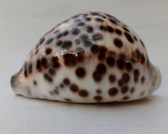 Stunning Giant Sea Snail Cypraea Tigris - Signeriana 125.25mm, a Fantastic Living Gem!