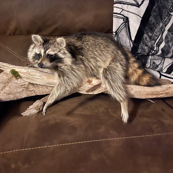 Raccoon Laying Taxidermy