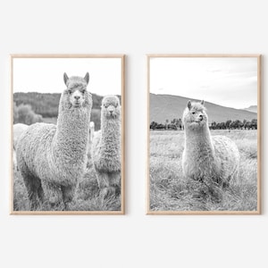 Alpaca print set van 2, alpaca print zwart-wit set, alpaca muurkunst, alpaca afdrukbare, lama print, boerderij kunst print, lama poster