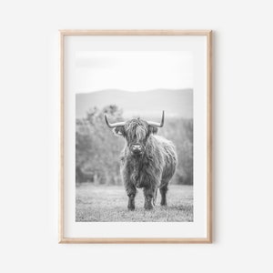 May include: Black and white photograph of a Highland cow standing in a field. The cow has long, shaggy hair and large horns.