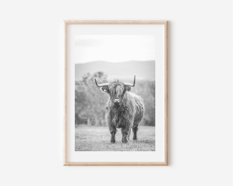 May include: Black and white photograph of a Highland cow standing in a field. The cow has long, shaggy hair and large horns.