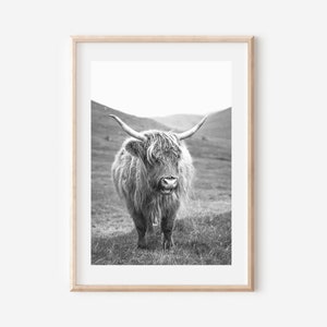May include: Black and white photograph of a Highland cow standing in a field. The cow has long, shaggy hair and is looking directly at the camera.