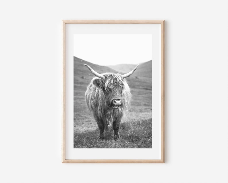 May include: Black and white photograph of a Highland cow standing in a field. The cow has long, shaggy hair and is looking directly at the camera.