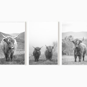 May include: Three black and white photographs of Highland cattle standing in a field. The first photo shows a single cow looking directly at the camera. The second photo shows two cows standing side by side. The third photo shows a single cow looking directly at the camera.