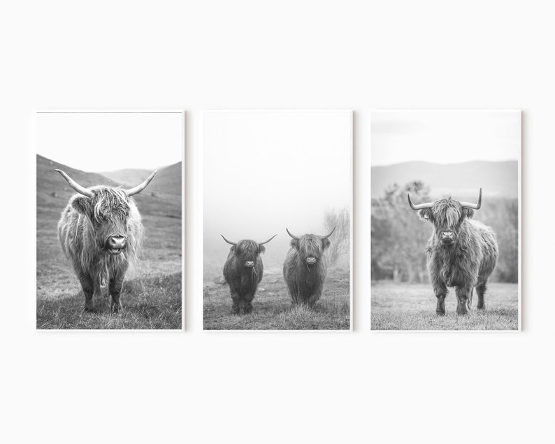 May include: Three black and white photographs of Highland cattle standing in a field. The first photo shows a single cow looking directly at the camera. The second photo shows two cows standing side by side. The third photo shows a single cow looking directly at the camera.