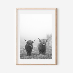 May include: Two black and white Highland cows standing in a field, looking at the camera. The cows are in a foggy field with tall grass.