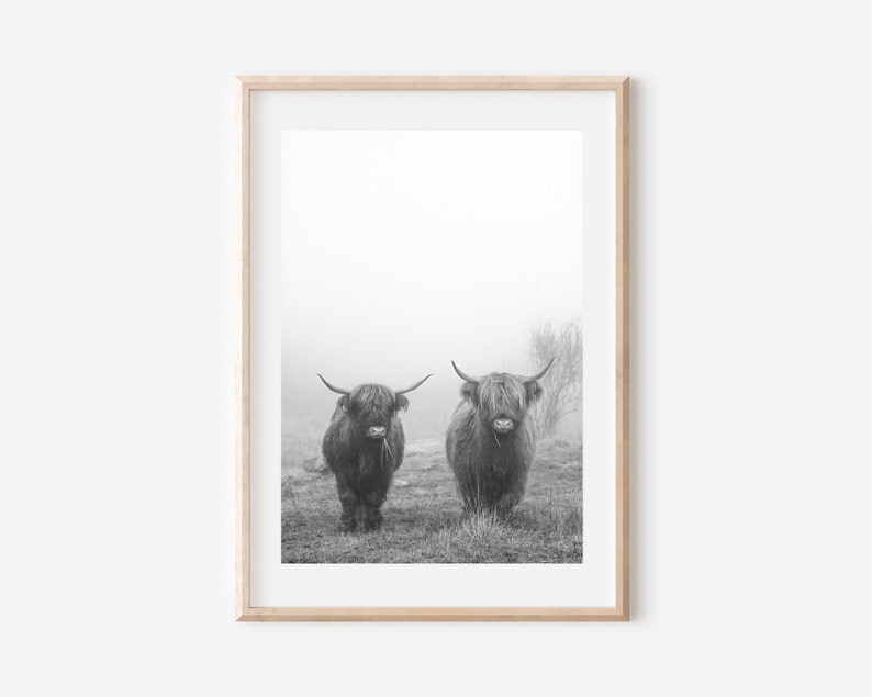 May include: Two black and white Highland cows standing in a field, looking at the camera. The cows are in a foggy field with tall grass.