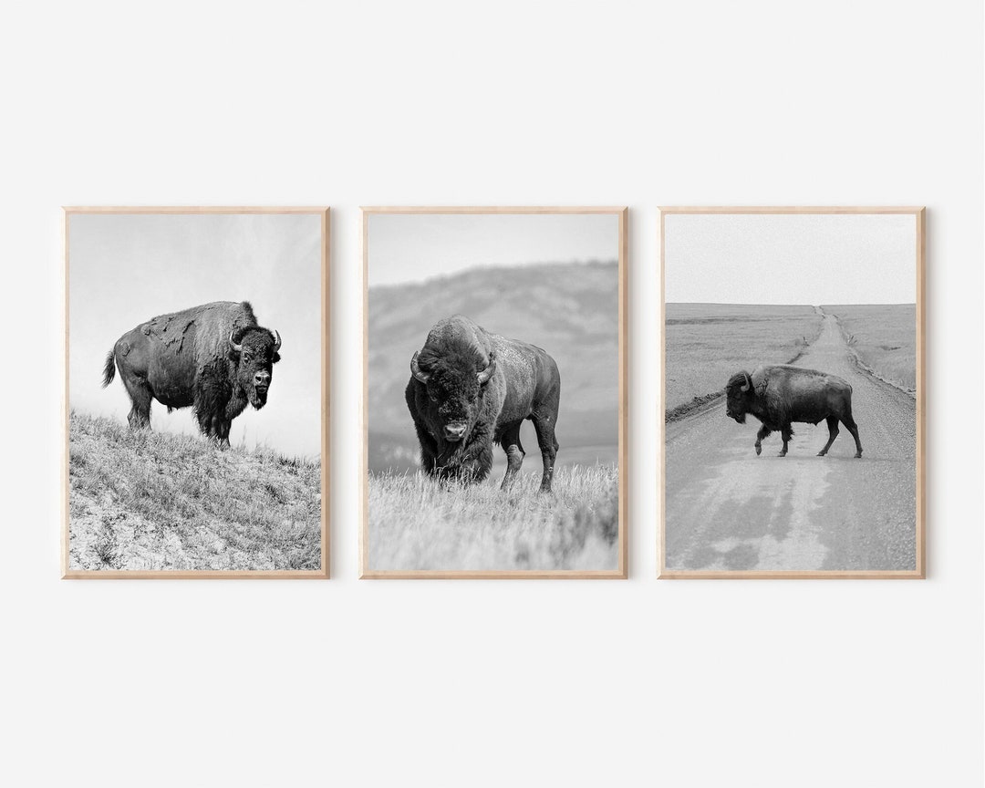 Bison Print Set Black and White Buffalo Print Bison Print Etsy
