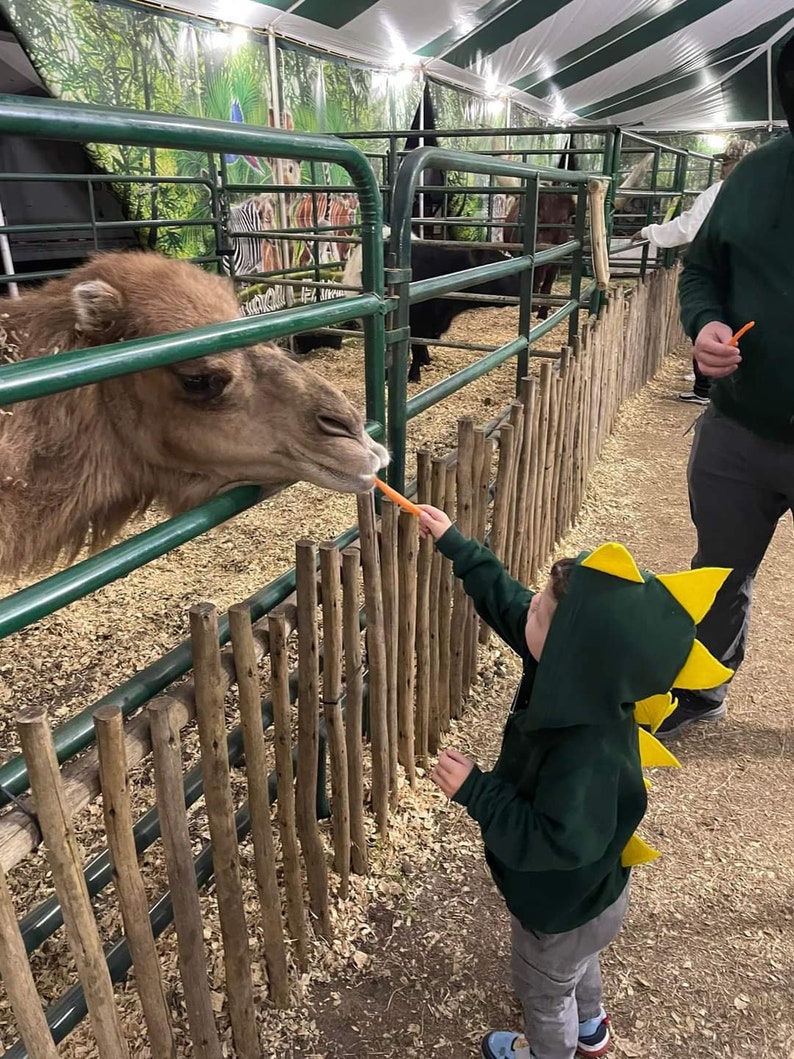May include: A young child wearing a green hooded sweatshirt with yellow dinosaur spikes feeds a camel a carrot through a wooden fence.