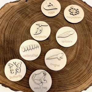 May include: Wooden circle pieces with illustrations of different stages of a butterfly, frog, and caterpillar life cycle. The pieces include: eggs, caterpillar, chrysalis, butterfly, frogspawn, tadpole, froglet, and adult frog.