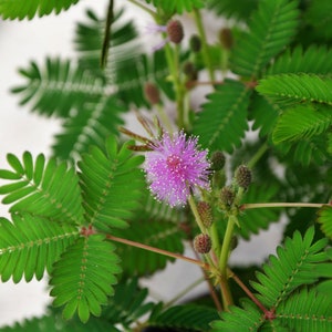 Semillas de Mimosa Pudica (planta sensible)