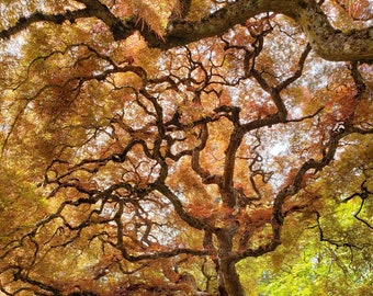 Japanese Maple