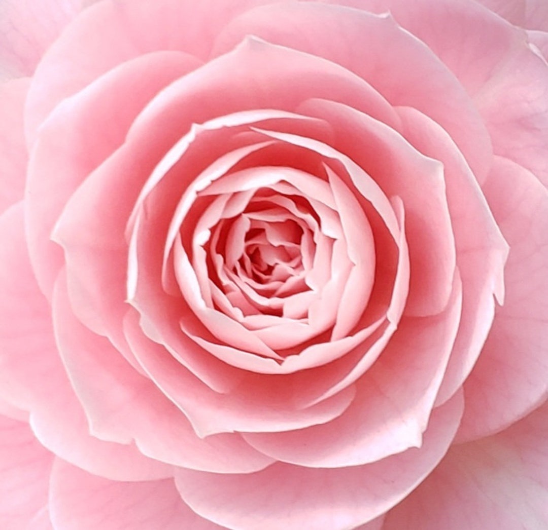 Pink Rpze Pink Rose - Etsy