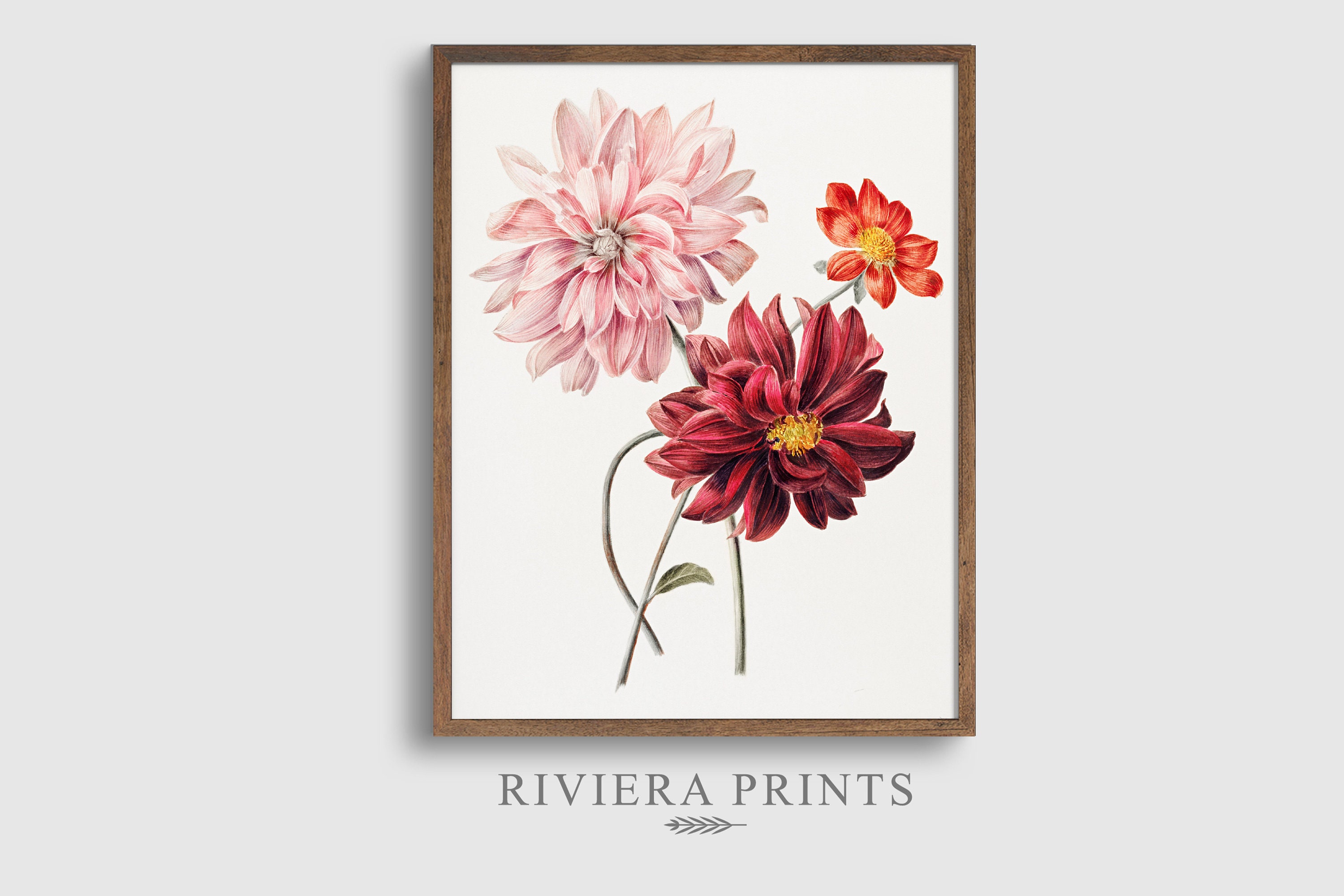 PRINTABLE Dahlia Print Vintage Dahlias Illustration Flower Painting ...