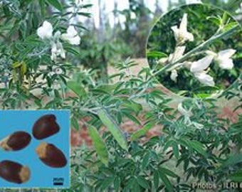 Tagasaste Tree Lucerne  - PermaCulture & Sustainable Farming options - Forage Fodder Crop -280 SEEDS  Available for sale in the USA