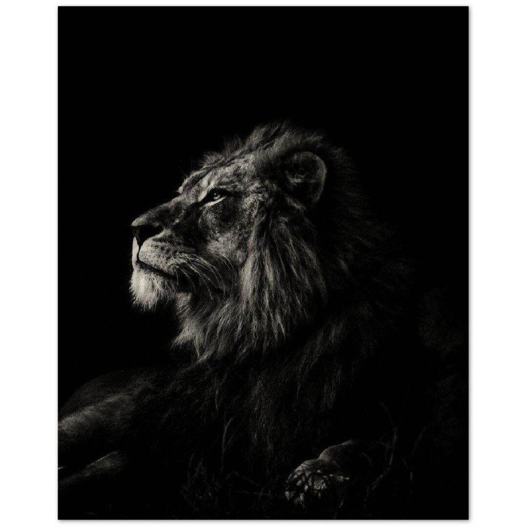 Premium Black and White Lion Poster Premium Lion Poster Etsy