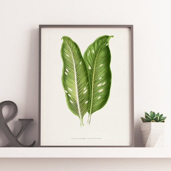 Feuille verte de Dieffenbachia Baraquiniana || Les Plantes à Feuillage Coloré || Art botanique || Impression sur toile et affiche de haute qualité.