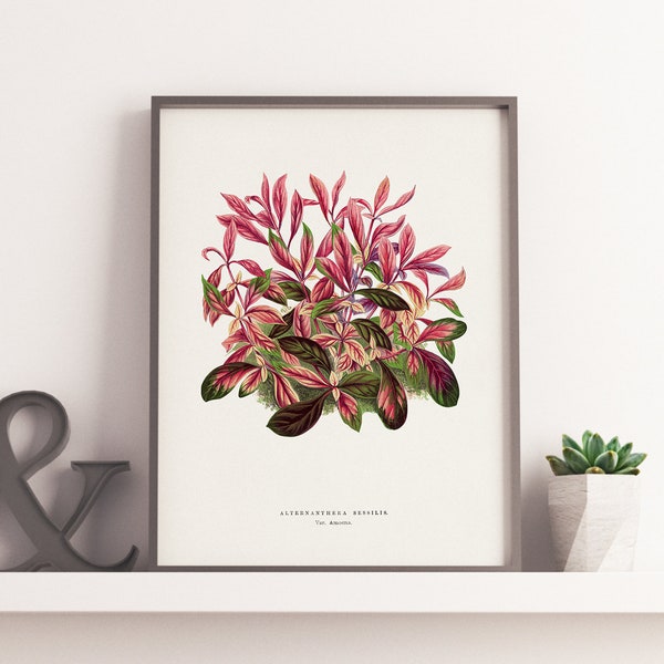 Alternanthera Leaf || Les Plantes a Feuillage Colore || Botanical Art || High Quality Canvas & Poster Print
