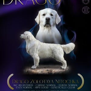 Custom Stud Dog Banner: Breeder Advertising Graphics